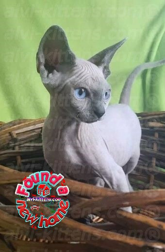 Canadian Sphynx "Frenk"