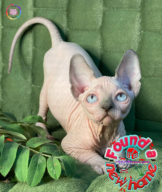 Canadian Sphynx "Niko"