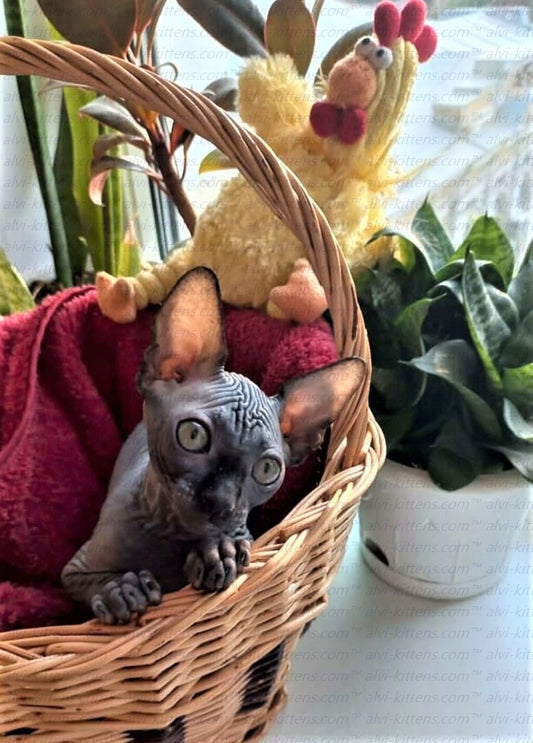 Canadian Sphynx "Toby"