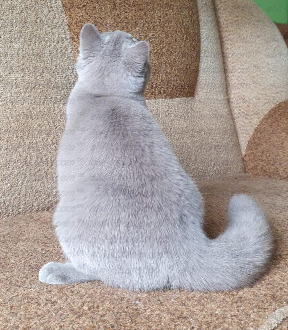 British shorthair "BF-001"