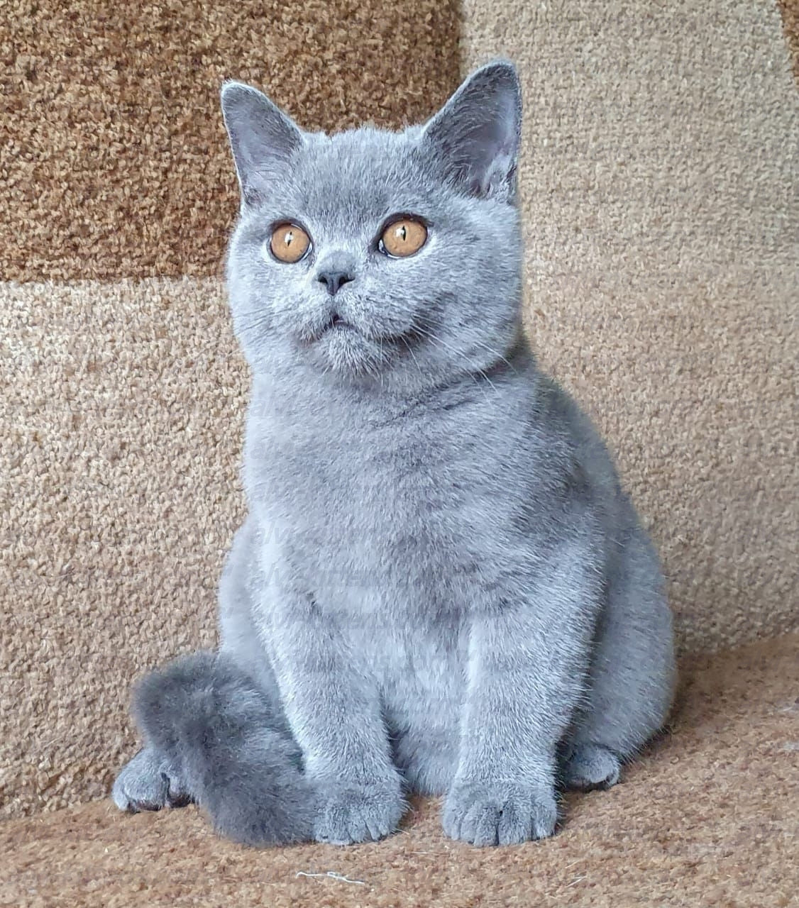 British shorthair "BM-001"