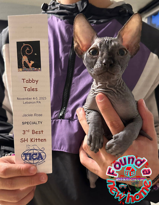 canadian sphynx kitten