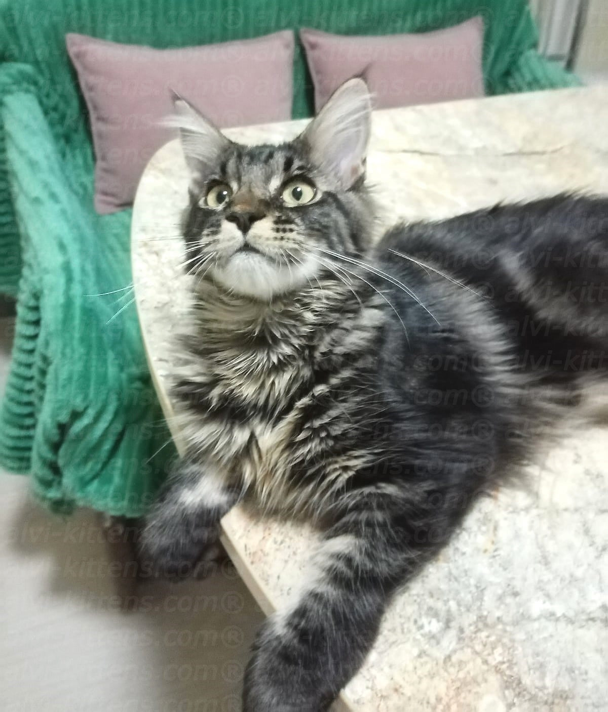 Maine Coon "Sultan"