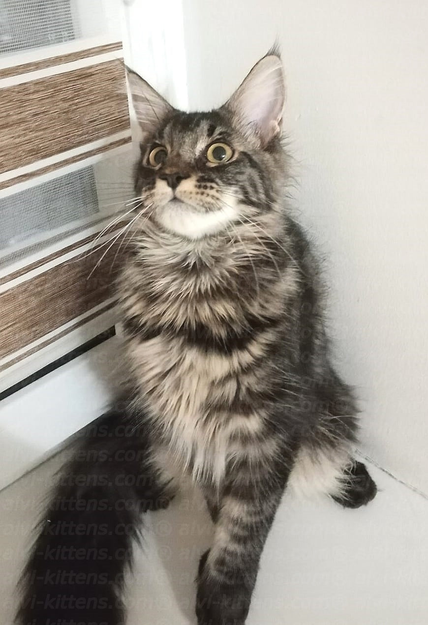Maine Coon "Sultan"