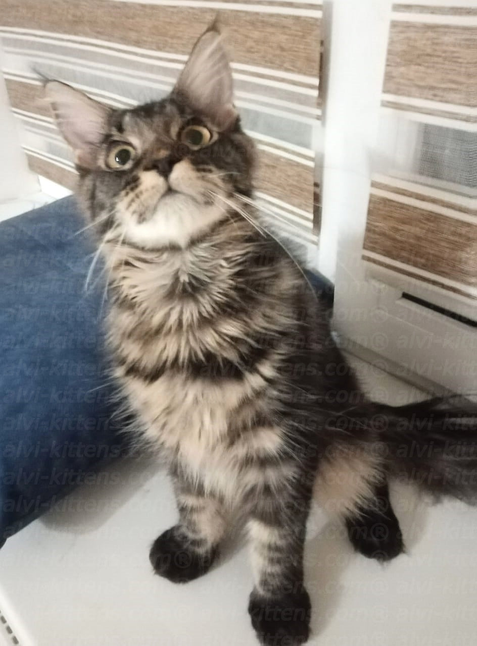 Maine Coon Cat Name "Sultan"