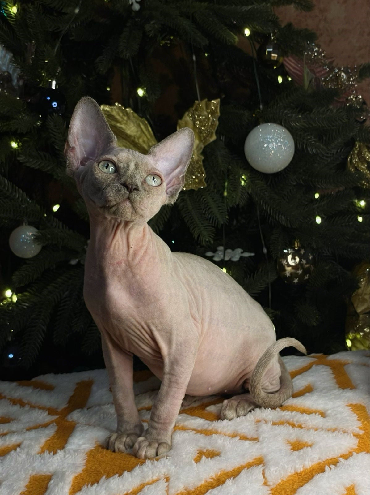 Canadian Sphynx "Diana ll"