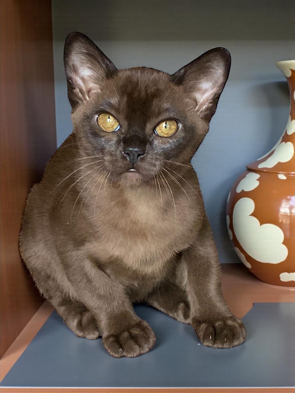 Burmese Kitten Name "Marsel"