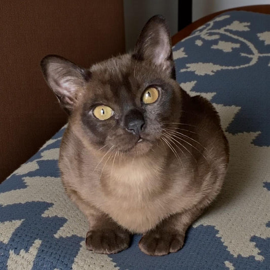 Burmese Kitten Name "Osman"