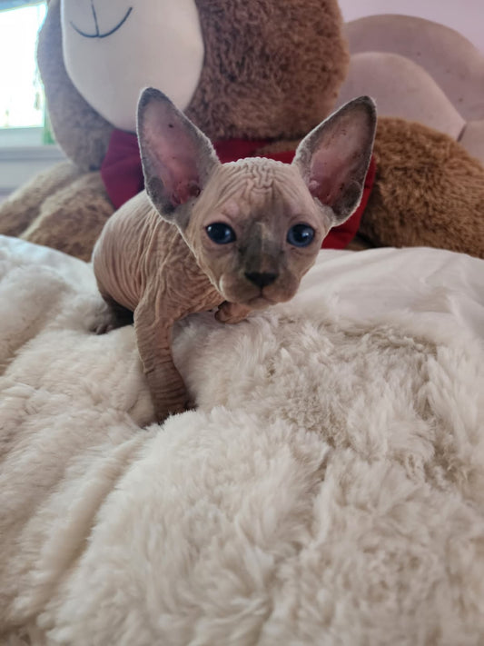 Canadian sphynx kitten Name "Baby Girl"