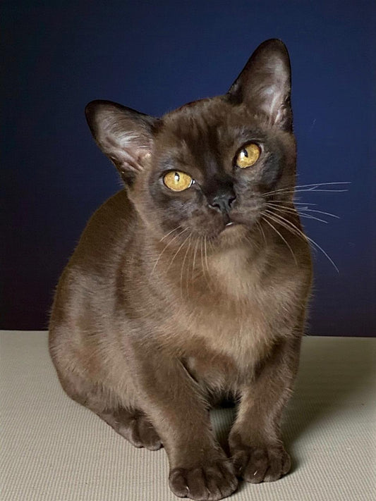 Burmese Kitten Name "Marsel"