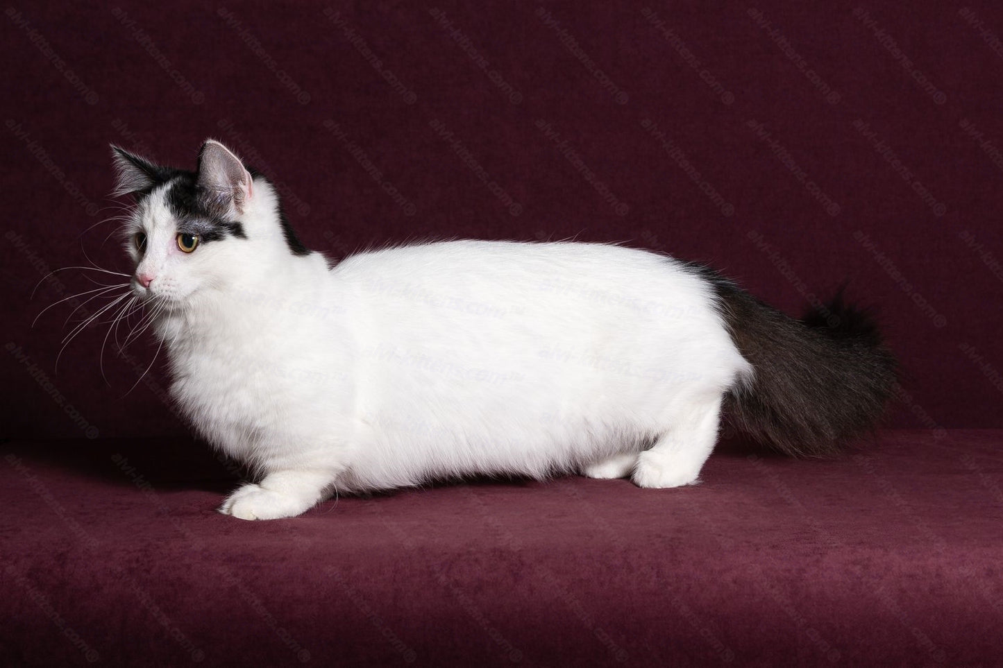 Munchkin Kitten Name "MNm-001" WP