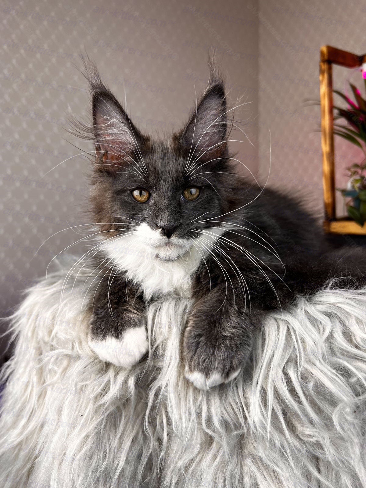 Maine Coon Cat Name "Prado"