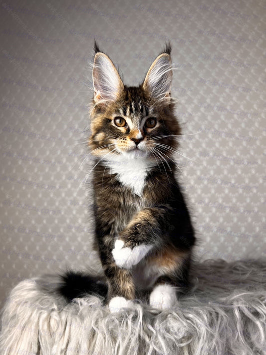 Maine Coon Kitten Name "Mascarpone"