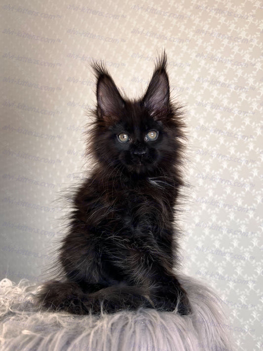 Maine Coon Kitten Name "Pantera"