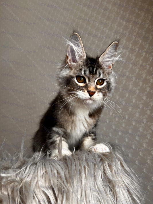 Maine Coon Kitten Name "Maverick"