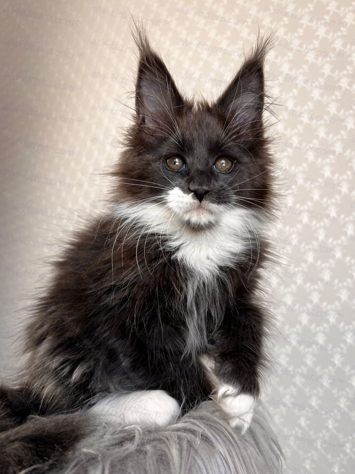 Maine Coon Cat Name "Prado"