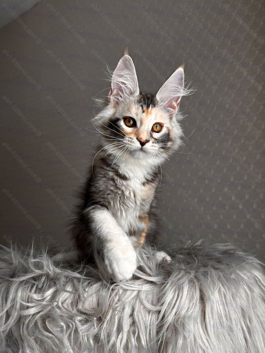Maine Coon Kitten Name "Malina"